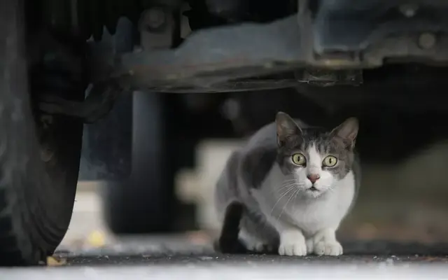 猫咪被烫伤了怎么处理，猫被烫伤多久能恢复（这些有效的处理方式铲屎官一定要看看）