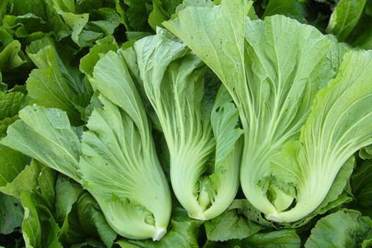 叶用芥菜——大叶芥菜,雪里蕻