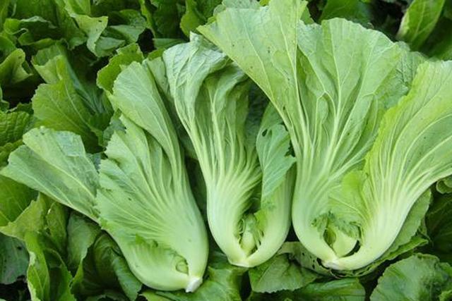 盖菜和芥菜的区别,盖菜和芥菜的区别是什么(芥菜到底有多少种,你都