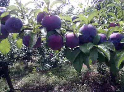 黑布朗李功效和禁忌，布朗李子的功效与作用（黑李高产栽培技术）