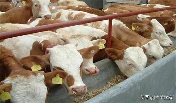 肉牛养殖技术要点有哪些，肉牛养殖必须掌握的五个关键点