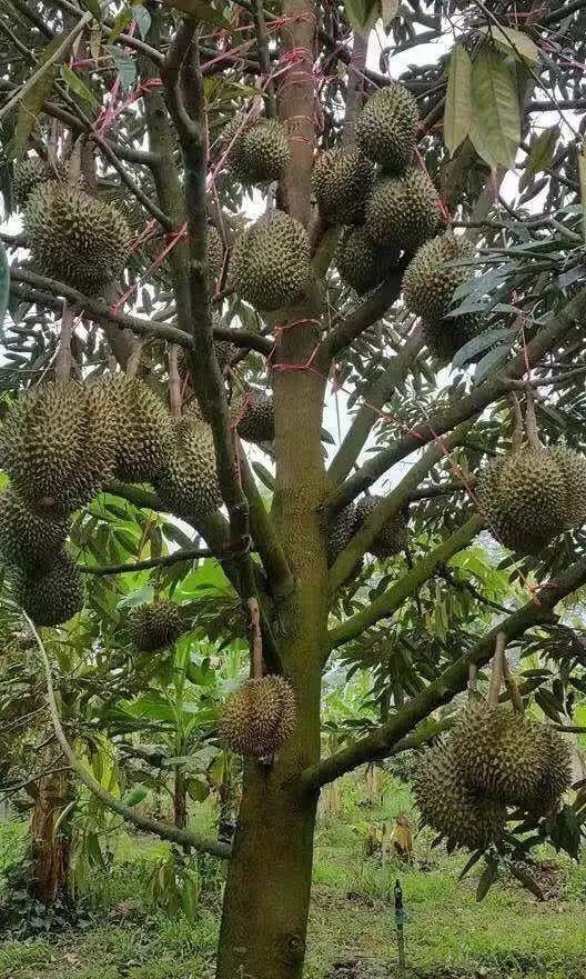 很不常见的水果(太震撼) - 彝家农业网