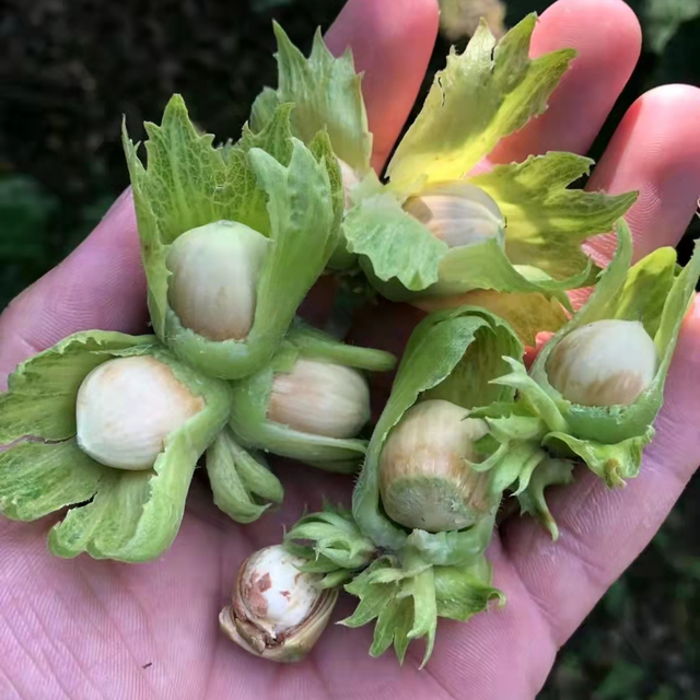 澳洲坚果，已有3000多年历史（澳洲坚果多少钱一斤）