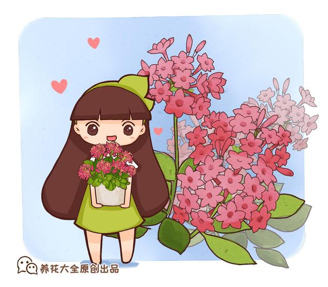 海棠花有香味吗，四季海棠花有香味吗（这种海棠开花艳丽花期长）