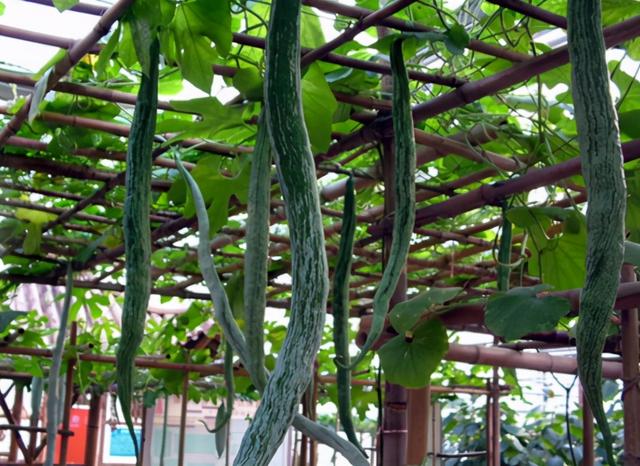 2,原产自印度,自带蛇腥味,味道比丝瓜好,1株够吃大半年,请种植