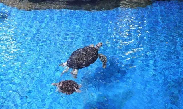 西安海洋馆，一天玩转曲江海洋公园的攻略现在才知道（西安海洋馆作文）