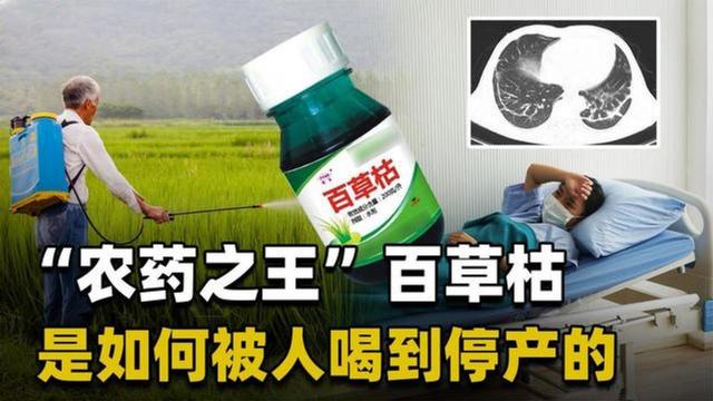 百草枯是什么东西，百草枯是干什么的（带你体验一遍百草枯的威力）