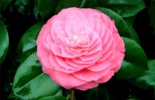 如何识别六角大红茶花，如何识别六角大红茶花的真假（带你认识名贵茶花品种）