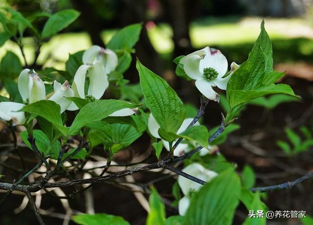 小花梾木的功效与作用，茉莉花的功效（<lai>木的四季）