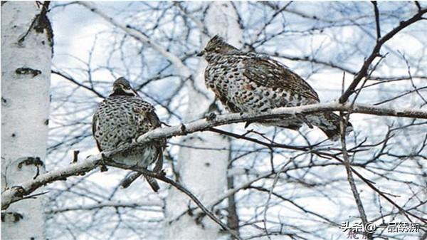 一个东一个鸟怎么读，一个东一个鸟怎么念（见过好多鸟名生僻字）