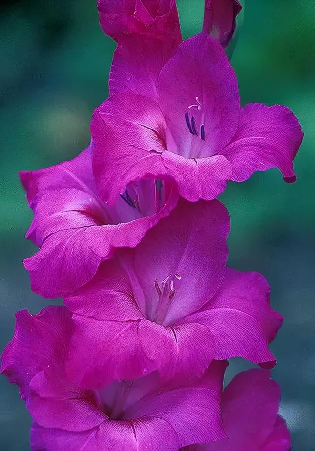 世界上有多少种花，世界上有多少种花?分别是什么（100幅美丽的花儿，赏心悦目）