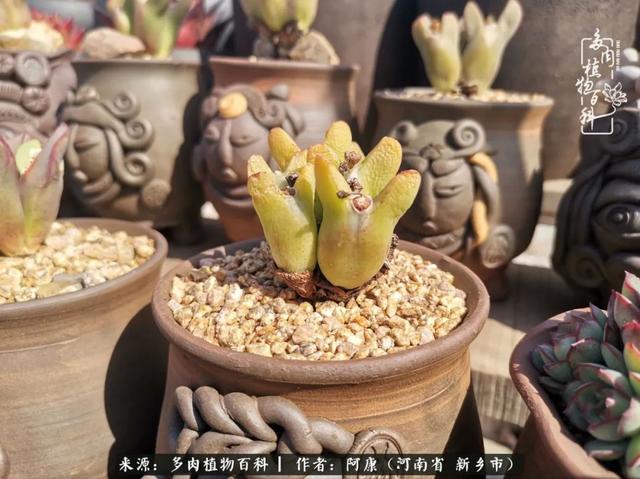 2021九·一八事变是多少周年，2021年是九一八事变的几周年（献给2021最好的春天）