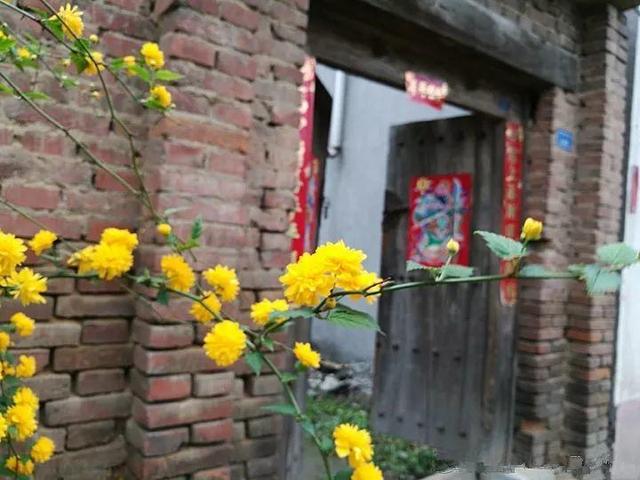 桂花树的风水禁忌，院子里种桂花树的风水禁忌（种在门口最有派头）