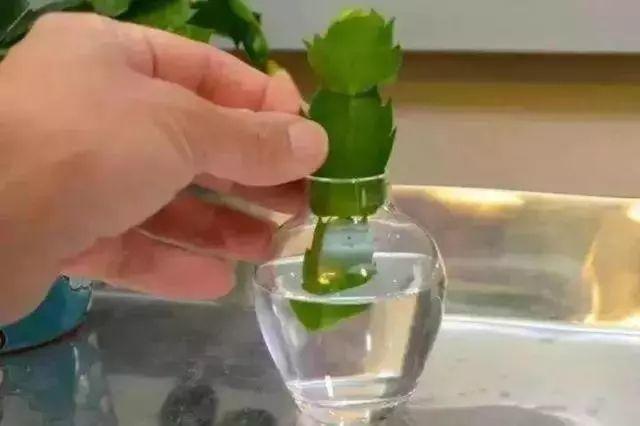 绿萝扦插快速生根方法，如何扦插绿萝容易生根（绿萝扦插不能拖）