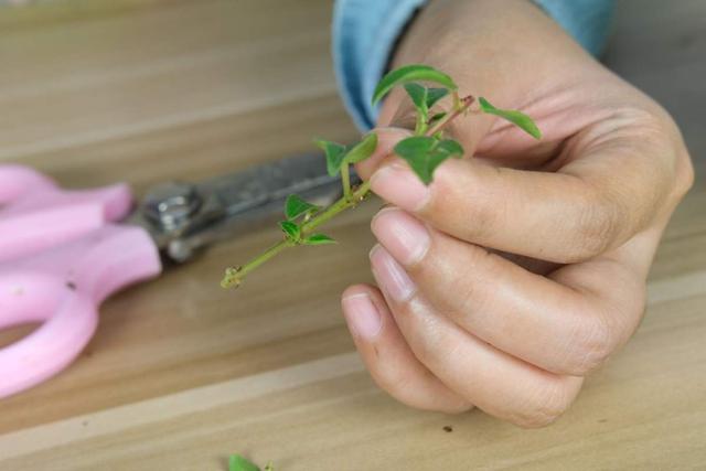 扦插的原理和特点有哪些，扦插的基本原理（教你两招扦插方法）