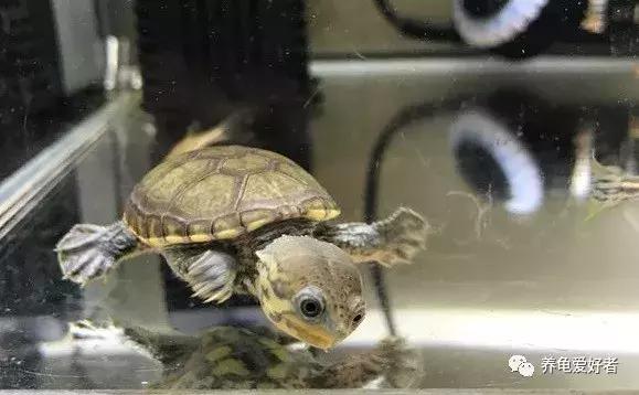 西非侧颈龟怎么养,西非侧颈龟怎么养成浅色(看完之后会想要一只吗) 西非侧颈龟怎么养,西非侧颈龟怎么养成浅色(看完之后会想要一只吗)