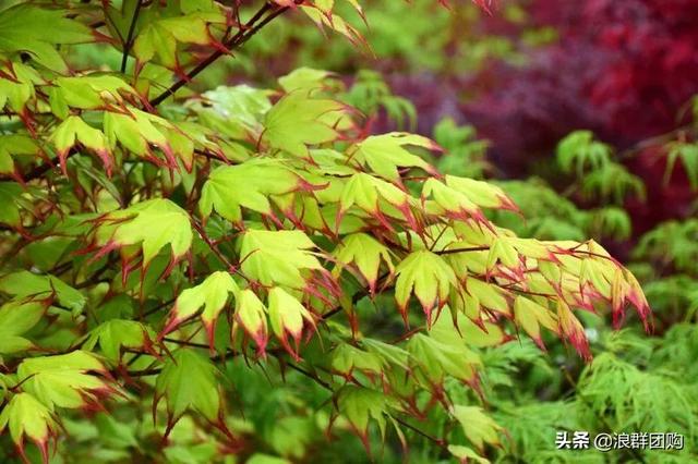 什么样的枫树填空。，什么的枫树填空词语二年级（增添了花园四季色彩之美）