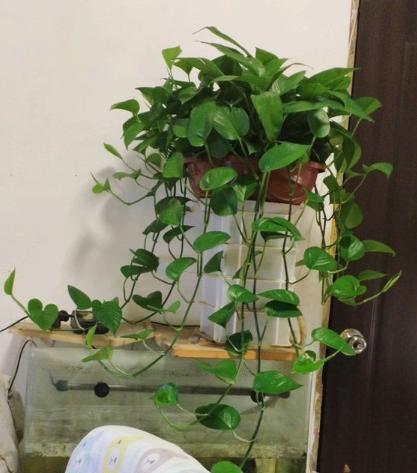 绿萝叶子发黄的原因及解决方法，绿萝叶子发黄（绿萝叶子发黄干枯是什么原因）