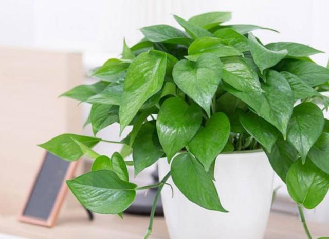 什么藤蔓植物喜阴，喜阴的爬藤植物有哪些（可养8种喜阴的植物）