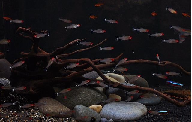 矿泉水可以养鱼吗，自来水怎么处理才可以养鱼（为什么说大部分观赏鱼）