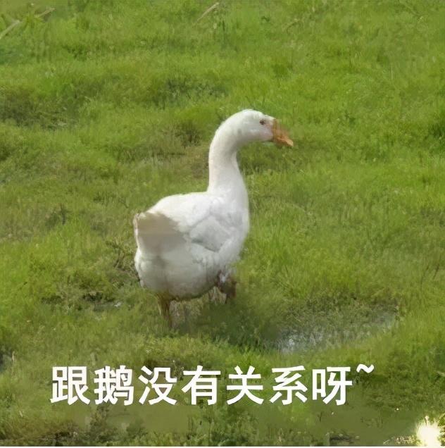 膝关节图片结构图，膝关节细节解剖图（不同位置的膝盖疼）