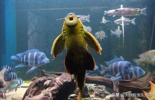 吸盘鱼（吸盘圆鳍鱼，这种垃圾鱼为何如此疯狂（观赏吸盘鱼）