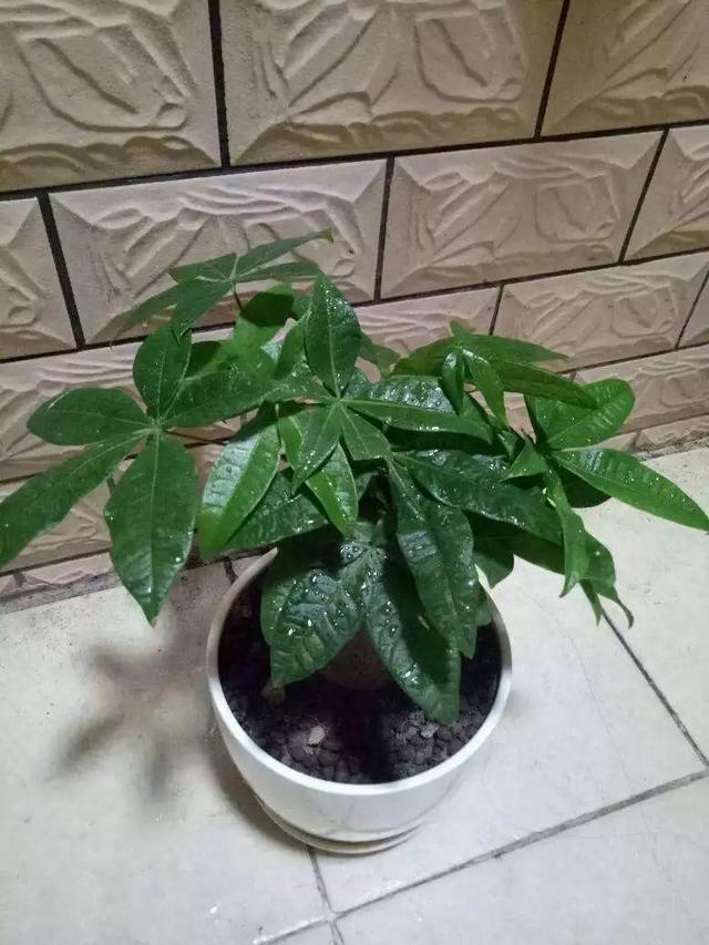 用醋兑水杀蚜虫有用吗，白醋杀蚜虫（浇花的水里加点这种料）