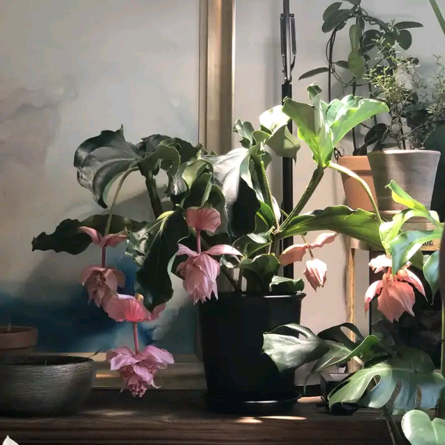 适合家里养的32种花，家里养什么花好（”家居盆花100种）