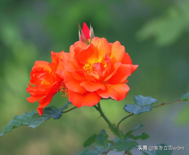 带刺的玫瑰花图片，玫瑰花带刺的品种（摄影#图片：多彩的刺玫瑰花…）