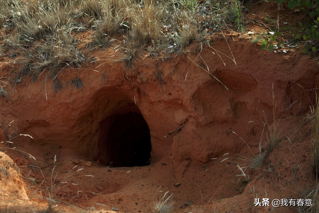貛肉如何食用，鸸鹋肉的吃法（故土风情之四十一）