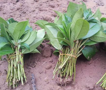 桂花香精怎么提取，桂花香如何提取（沁人心脾人引人来）