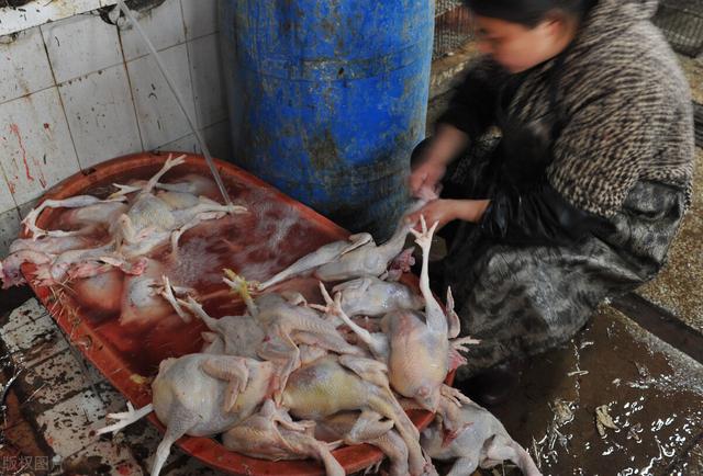 冻鸡怎么快速解冻，冷冻鸡翅怎么解冻（如何分辨“病死鸡”和“鲜活鸡”）