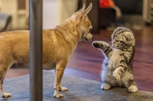 打猫咪它会长记性吗，揍猫猫会长记性吗（为什么有些猫咪会特别怕人）