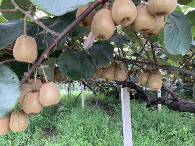 猕猴桃是什么季节的水果，猕猴桃是不是凉性水果（分品种看环境，最早也就八九月）