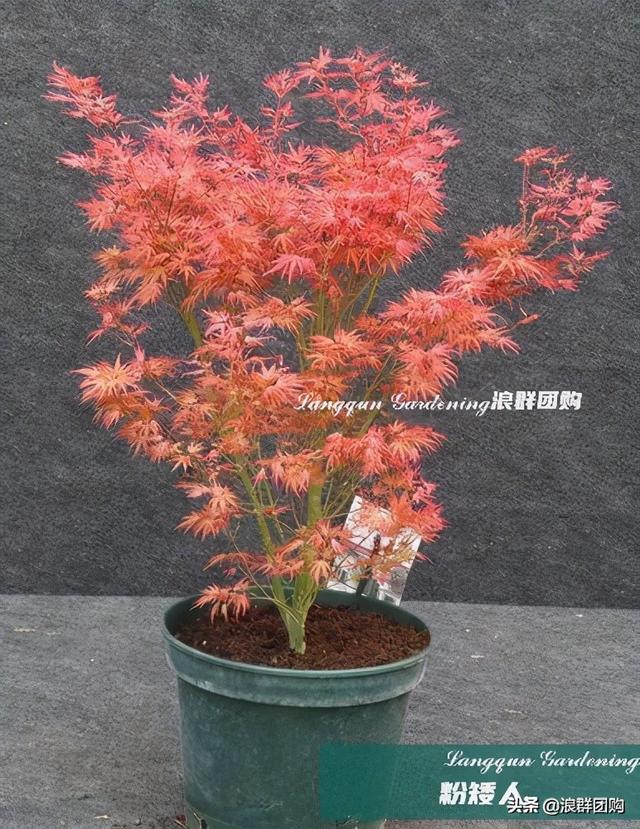 什么样的枫树填空。，什么的枫树填空词语二年级（增添了花园四季色彩之美）