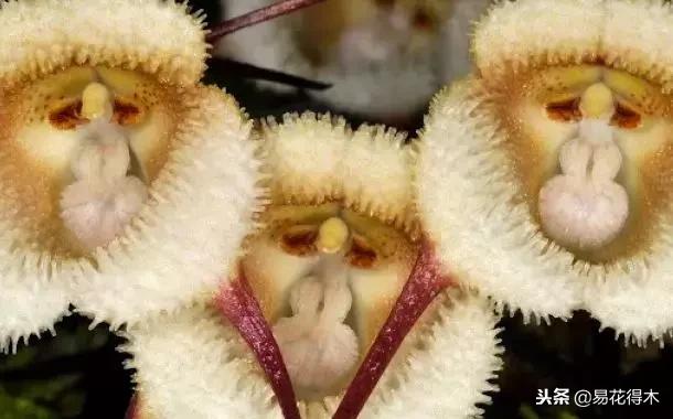 猴面小龙兰的繁殖方法，龙面花的繁殖方法（竟然有如此令人萌化的兰花花卉）