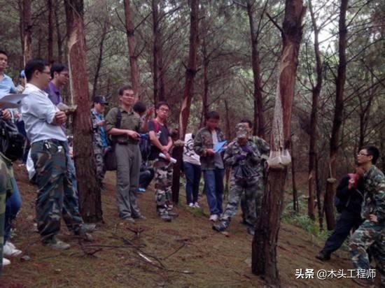 木材算方对照表，圆木头方量计算方法（如何快速测算蓄积量）