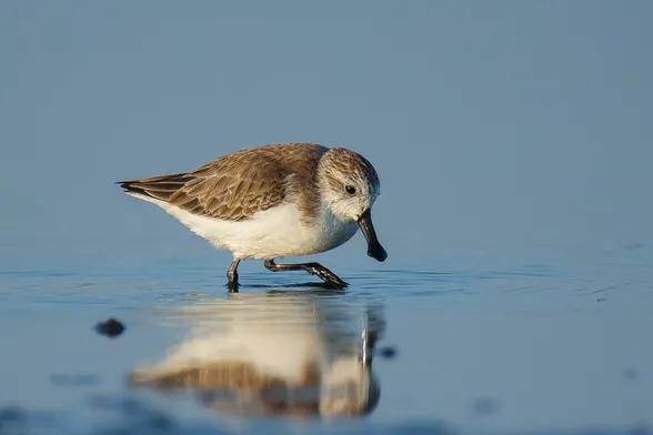 常见的野生动物有哪些，野生动物有哪些（盘点中国那些长得特别萌的野生动物们）