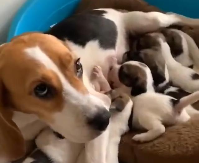 比格犬多少钱，“连妈带儿”被遗弃街头（比熊犬价格多少钱一只）