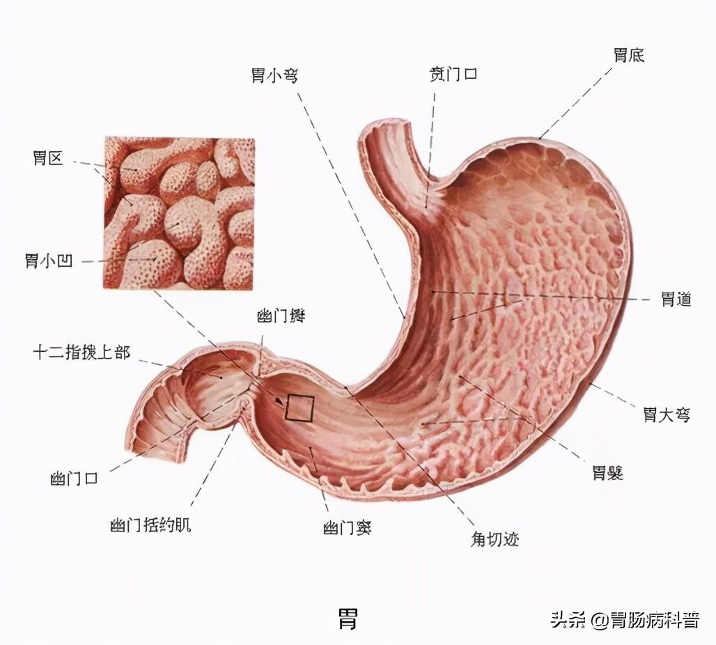人的肠道有多少米，肠道大概多少米（消化系统解剖图谱+详解）