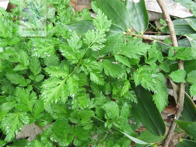 本草图经作者是谁，《本草图经》的作者（芎藭 蘼蕪 藁本）