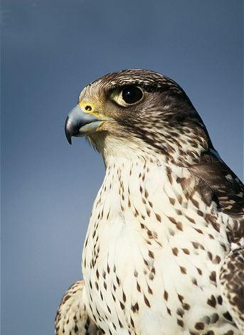 海东青是满族的最高图腾.