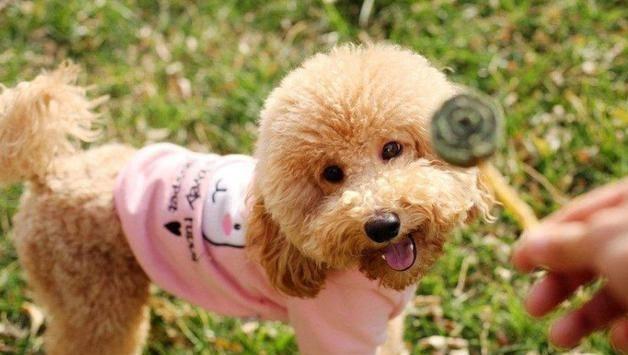 泰迪小型犬适合家养的，家养最佳选择的犬种