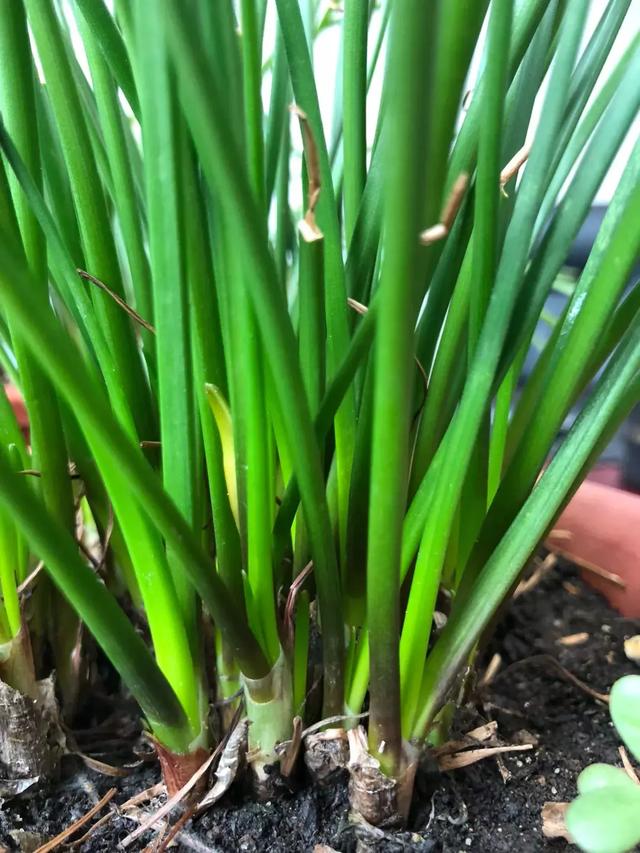 洋葱长芽了会开花吗，洋葱长芽了会开花吗有毒吗（阳台种点“大葱”）