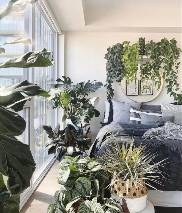 虎刺梅生虫怎么解决，虎刺梅长虫子怎么办（离太近都不好）