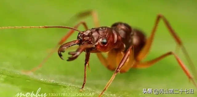 5种最可怕的蚂蚁是哪些，蚂蚁有多可怕（世界上最凶猛的蚂蚁）