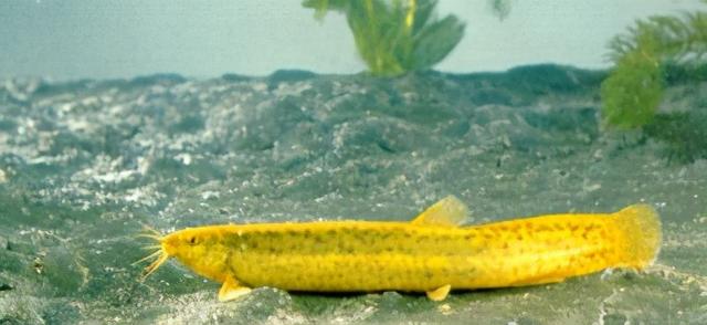 淡水观赏鱼种类，淡水观赏鱼的种类大全！（中国淡水观赏鱼图集<一>）