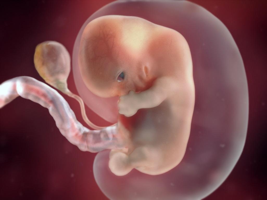 5周胎儿发育情况图片图片