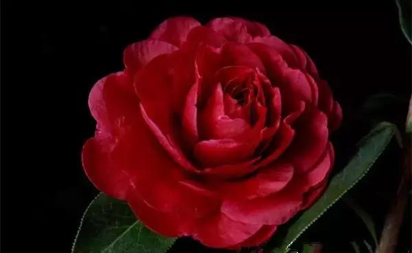 如何识别六角大红茶花，如何识别六角大红茶花的真假（带你认识名贵茶花品种）