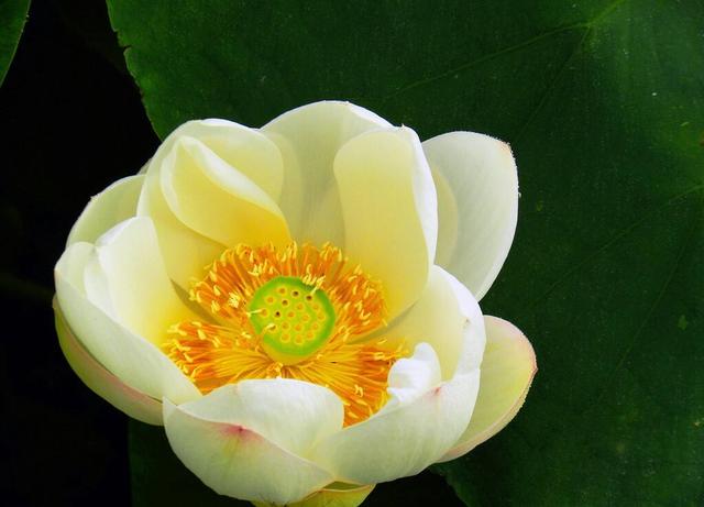 荷花是什么颜色的，荷花是什么颜色（都叫“荷花”）